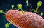 Phage Therapy Could Leverage Retrons to Overcome Antibiotic Resistance